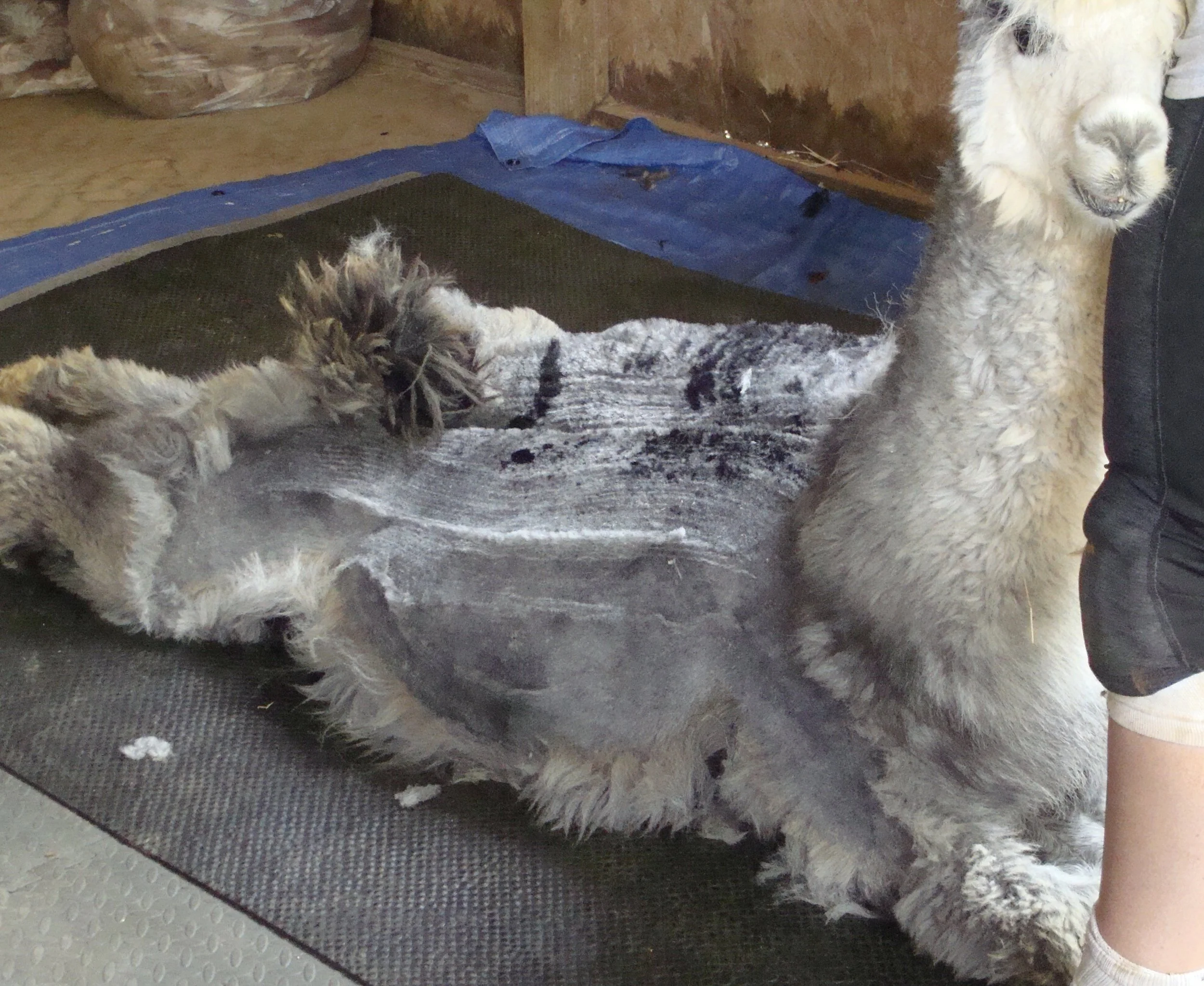 Llama hair blanket sale